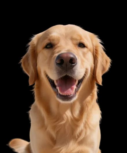 Golden retriever isolated from its background